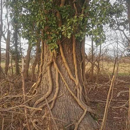 Arcadia In Paretz Lägenhet *